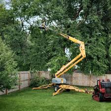 Best Storm Damage Tree Cleanup  in Murrieta, CA