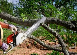 How Our Tree Care Process Works  in  Murrieta, CA