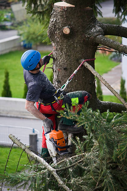 Reliable Murrieta, CA Tree Care Services Solutions