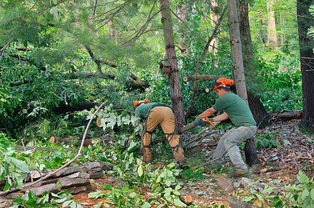 Mulching Services in Murrieta, CA